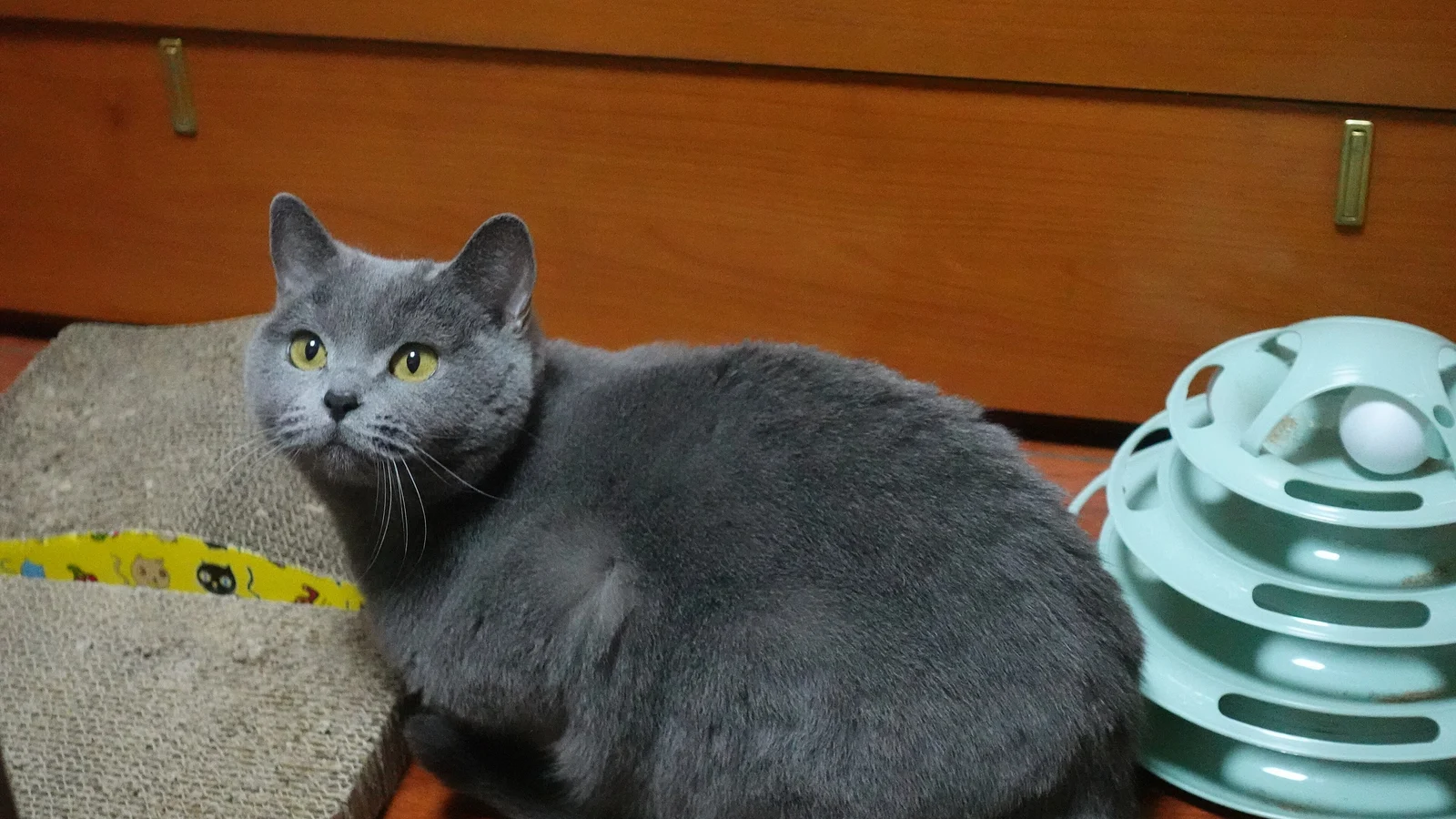 A British Shorthorn Blue Cat at Home