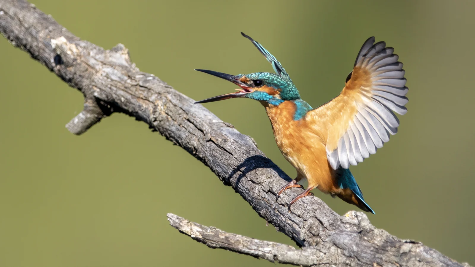A common kingfisher (Alcedo atthis) on a branch opening its wings in Gennevilliers, France.
