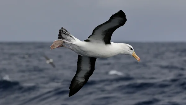 Port Fairy Pelagic. Victoria.