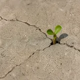 Concrete Baobab artwork