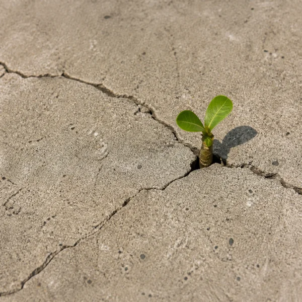 Concrete Baobab artwork