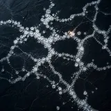 Mapa de Sal artwork