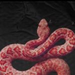 Mick Jenkins & Kojey Radical Collaborate On ‘Snakes’