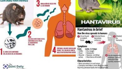 Should Creatives Be Worried About The New Emerging “Hantavirus” In China
