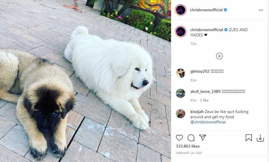 Dog Attack: Chris Brown Being Sued By Ex Housekeeper 2
