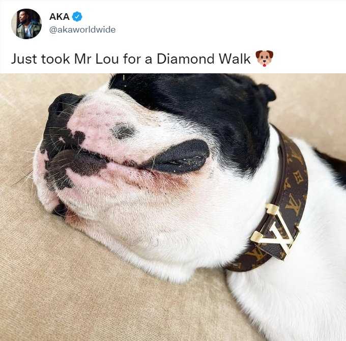 Aka Snaps A Louis Vuitton Collar For Dog Lou Amid Fake Designer Trend 2