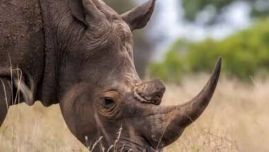 SA Woman Headed For Dubai Caught With A Dozen Rhino Horns
