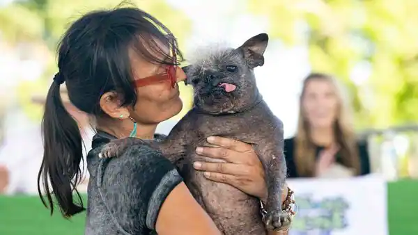 Here Comes Mr Happy Face, Winner Of The World'S Ugliest Dog Contest 2