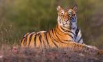 Espaced Tiger In Edenvale Has Been Recaptured