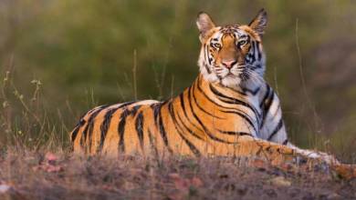Espaced Tiger In Edenvale Has Been Recaptured
