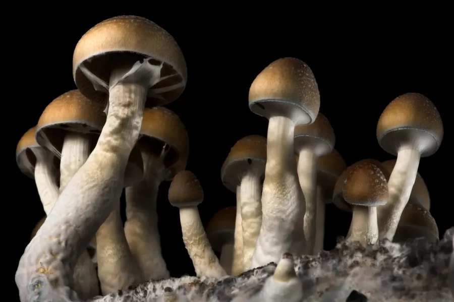 A New Dawn in Mental Health Treatment: Australia Pioneers Legalisation of Psychedelics