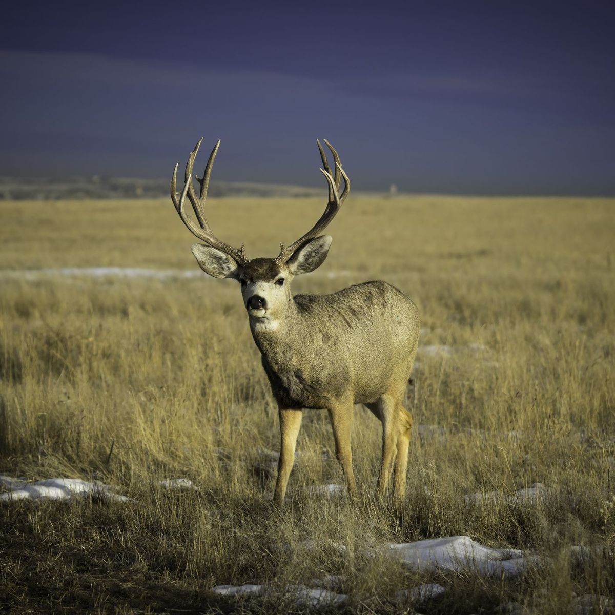 Escalating Concerns: The Spread Of 'Zombie Deer Disease' And Its Potential Risk To Humans 1